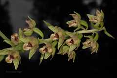Epipactis helleborine